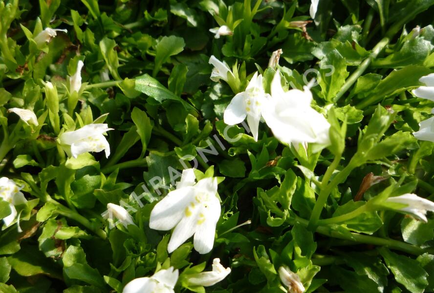 Mazus 'Albus' - Mazus reptans 'Albus'