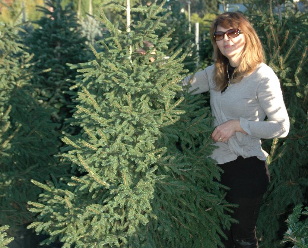 Smrk východní - Picea orientalis