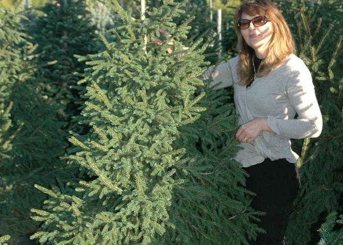 Smrk východní - Picea orientalis