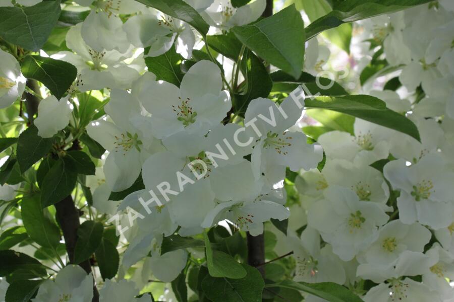 Okrasná jabloň 'Adirondack' - Malus 'Adirondack'