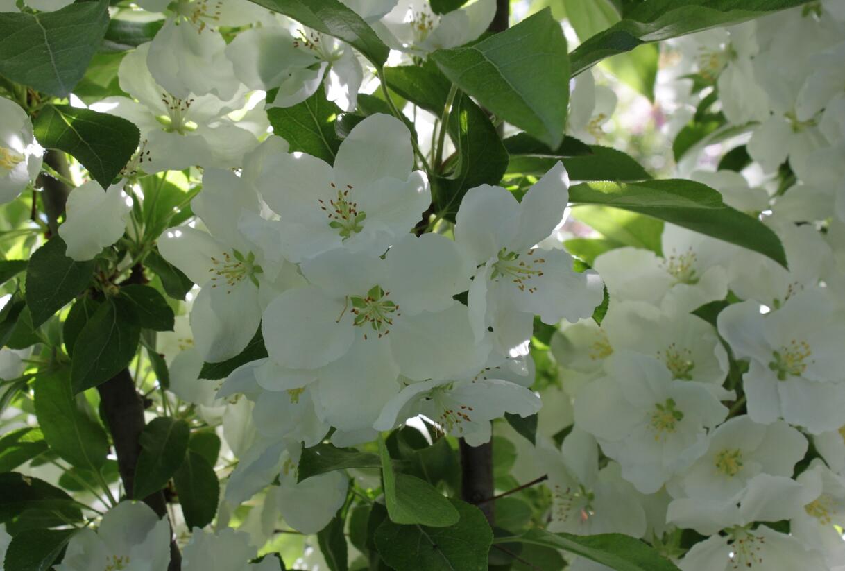 Jabloň okrasná 'Adirondack' - Malus 'Adirondack'