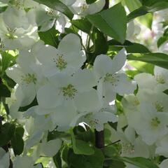 Okrasná jabloň 'Adirondack' - Malus 'Adirondack'