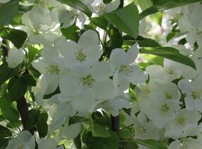Jabloň okrasná 'Adirondack' - Malus 'Adirondack'