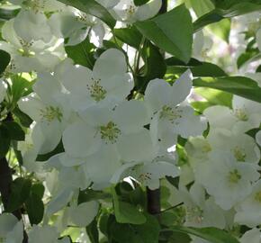 Okrasná jabloň 'Adirondack' - Malus 'Adirondack'