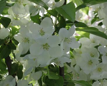 Jabloň okrasná 'Adirondack'