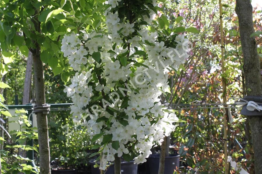 Jabloň okrasná 'Adirondack' - Malus 'Adirondack'