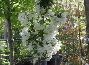 Jabloň okrasná 'Adirondack' - Malus 'Adirondack'