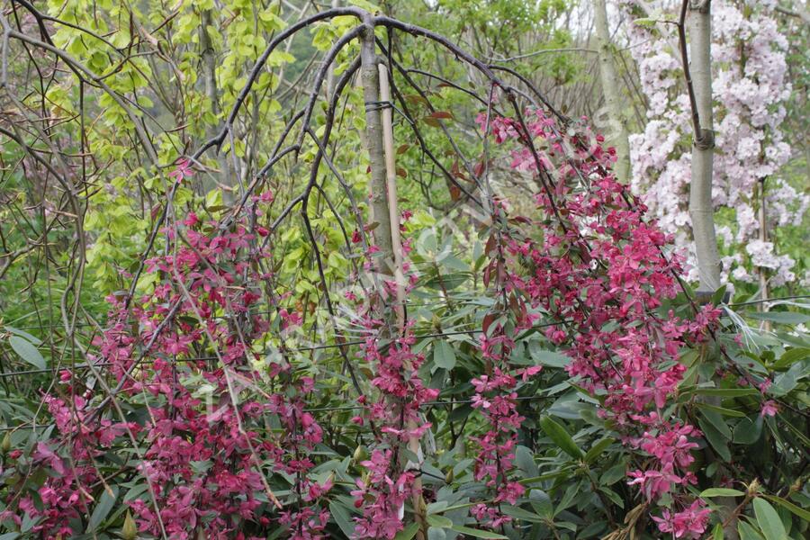 Okrasná jabloň 'Royal Beauty' - Malus 'Royal Beauty'