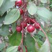 Jabloň okrasná 'Royal Beauty' - Malus 'Royal Beauty'