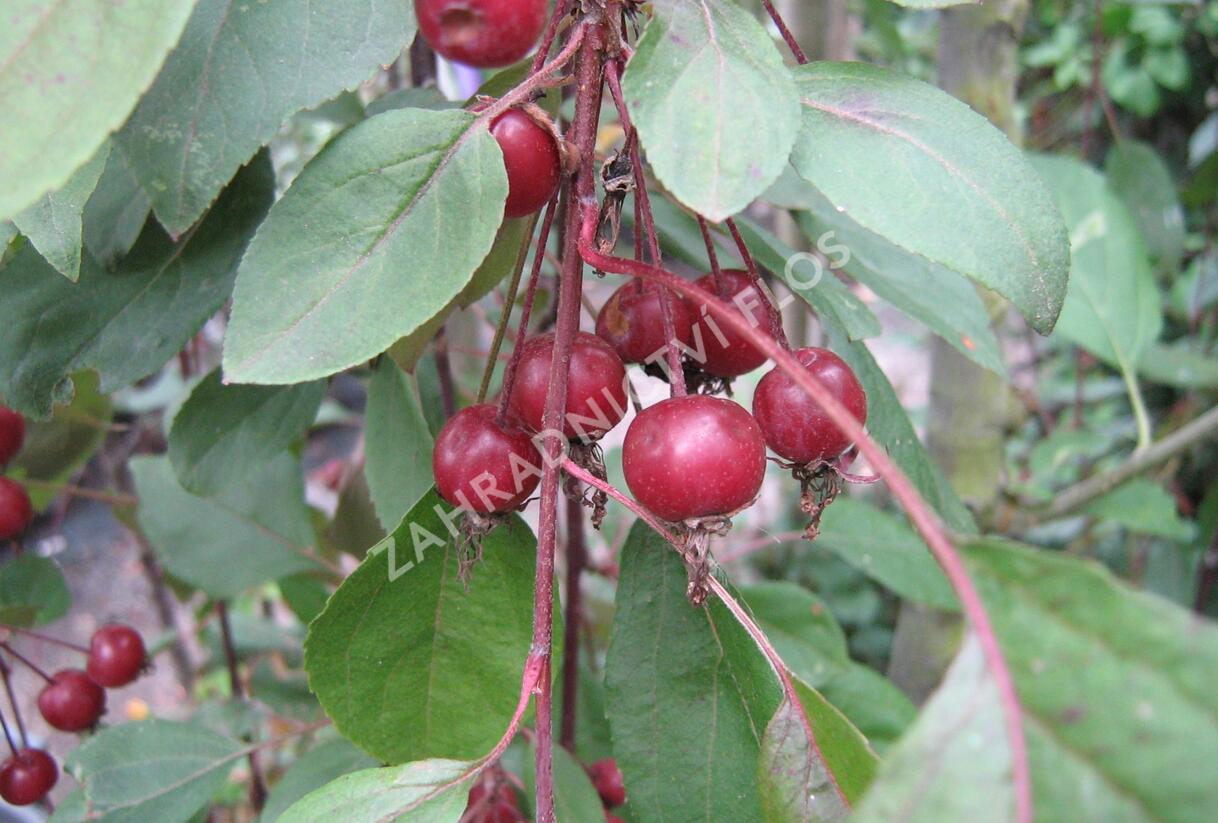 Jabloň okrasná 'Royal Beauty' - Malus 'Royal Beauty'