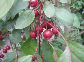 Jabloň okrasná 'Royal Beauty' - Malus 'Royal Beauty'