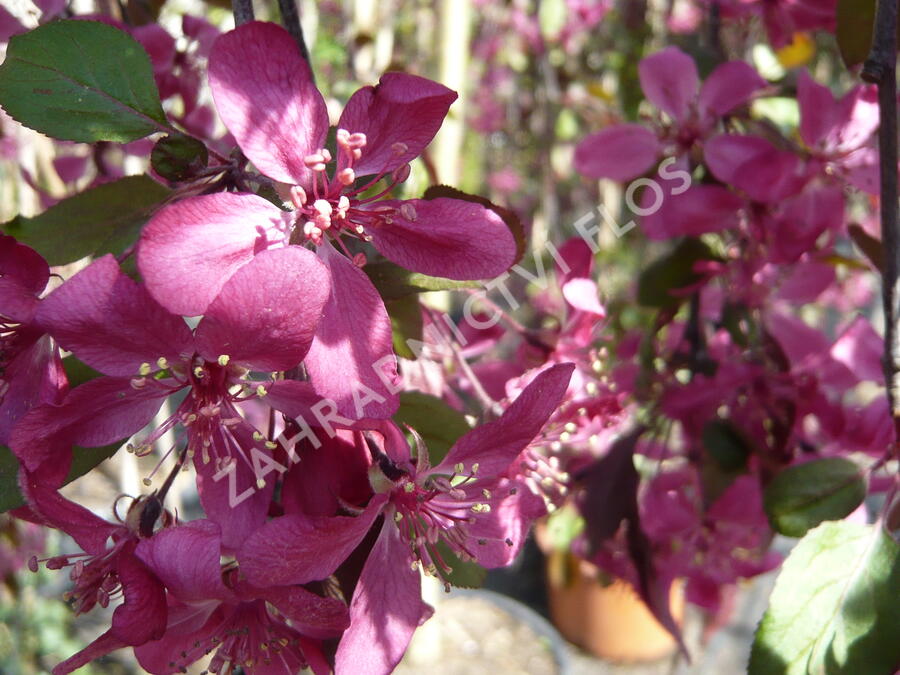 Jabloň okrasná 'Royal Beauty' - Malus 'Royal Beauty'