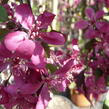 Okrasná jabloň 'Royal Beauty' - Malus 'Royal Beauty'