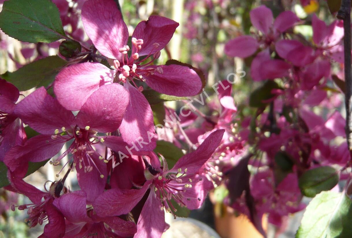 Jabloň okrasná 'Royal Beauty' - Malus 'Royal Beauty'