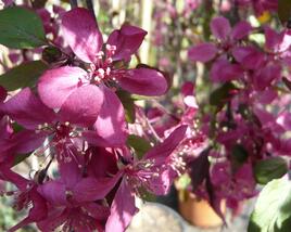 Jabloň okrasná 'Royal Beauty'