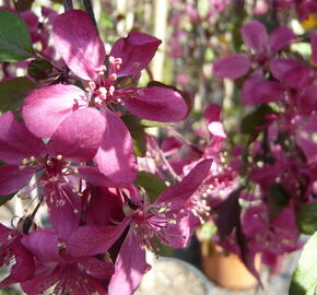 Jabloň okrasná 'Royal Beauty' - Malus 'Royal Beauty'