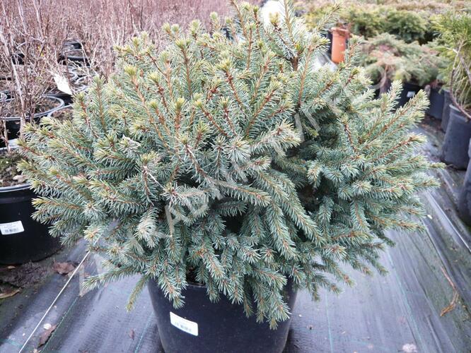 Smrk sivý 'Echiniformis' - Picea glauca 'Echiniformis'