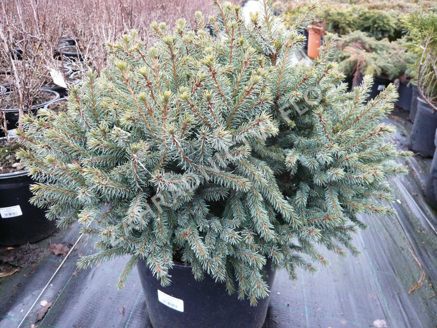 Smrk sivý 'Echiniformis' - Picea glauca 'Echiniformis'