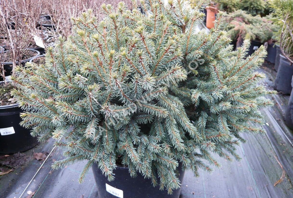 Smrk sivý 'Echiniformis' - Picea glauca 'Echiniformis'
