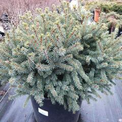 Smrk sivý 'Echiniformis' - Picea glauca 'Echiniformis'