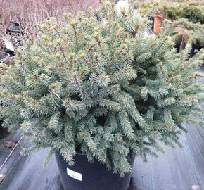 Smrk sivý 'Echiniformis' - Picea glauca 'Echiniformis'