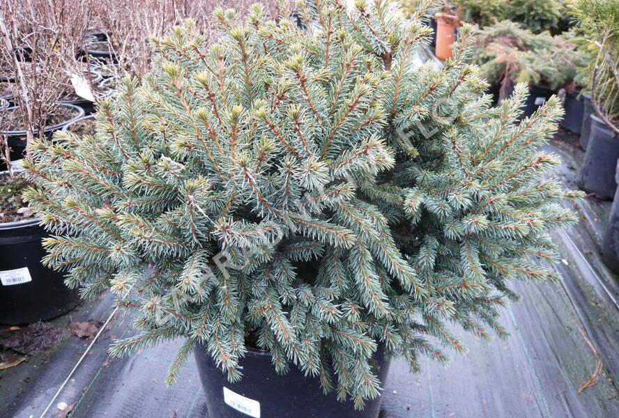 Smrk sivý 'Echiniformis' - Picea glauca 'Echiniformis'