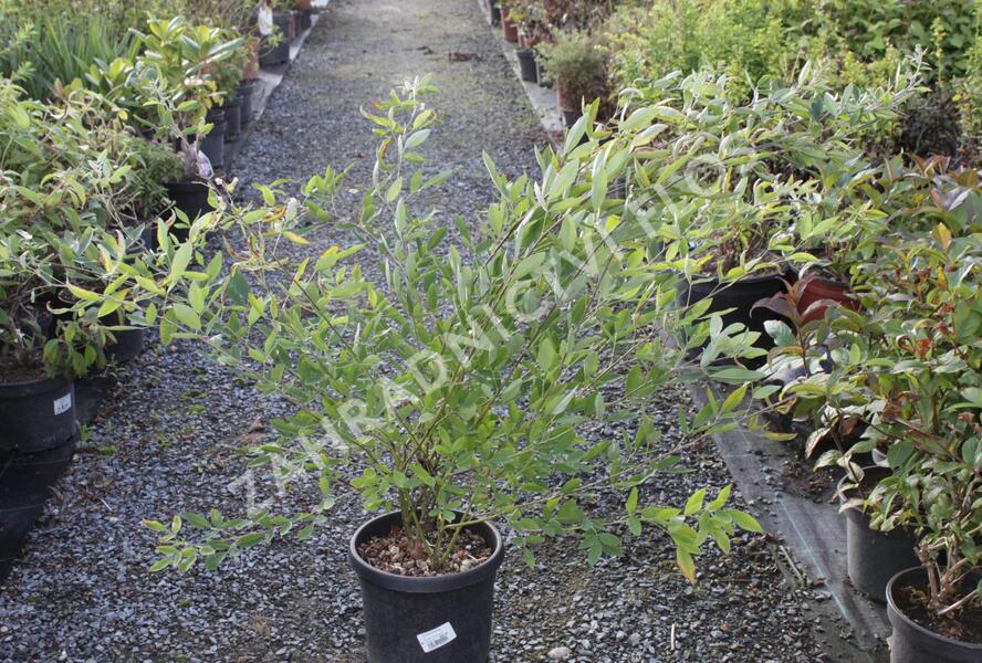 Lespedézie Thunbergova - Lespedeza thunbergii
