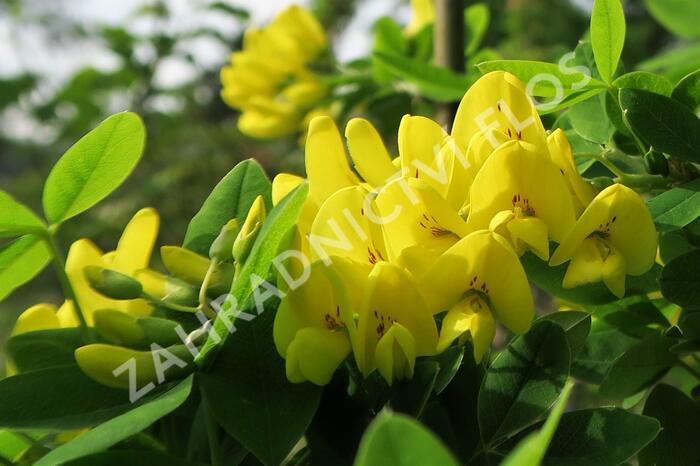 Štědřenec odvislý - Laburnum anagyroides var. alschingeri