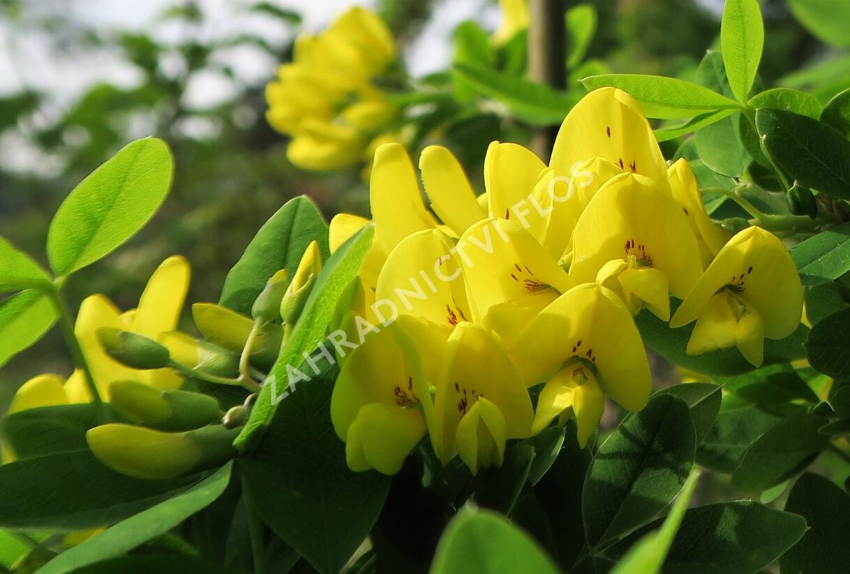Štědřenec odvislý - Laburnum anagyroides var. alschingeri