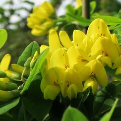 Štědřenec odvislý - Laburnum anagyroides var. alschingeri