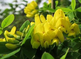 Štědřenec odvislý - Laburnum anagyroides var. alschingeri