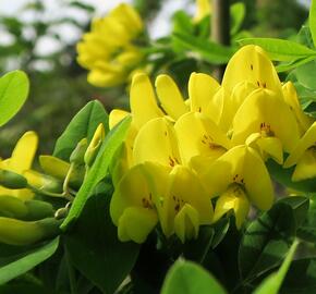 Štědřenec odvislý - Laburnum anagyroides var. alschingeri