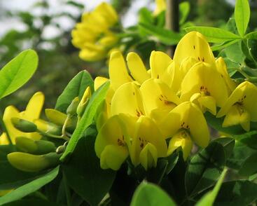 Štědřenec odvislý