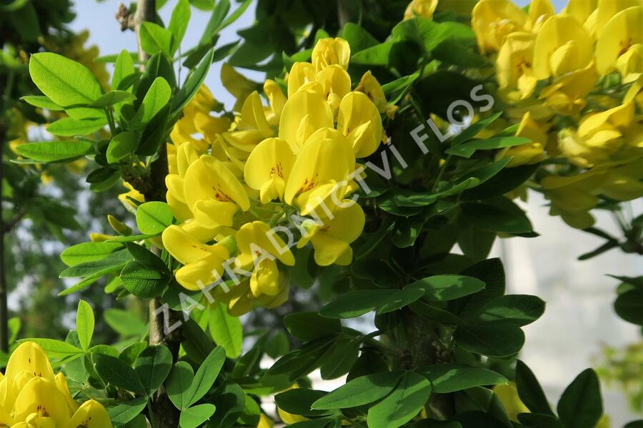 Štědřenec odvislý - Laburnum anagyroides var. alschingeri