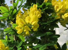 Štědřenec odvislý - Laburnum anagyroides var. alschingeri