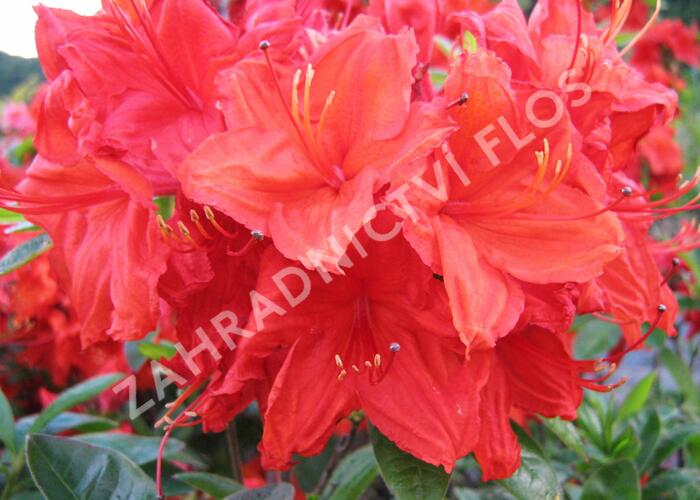 Azalka 'Hotspur Red' - Azalea (KH) 'Hotspur Red'