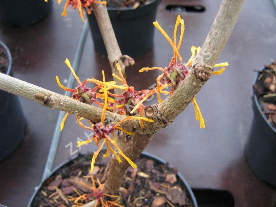 Vilín prostřední 'Aphrodite' - Hamamelis intermedia 'Aphrodite'