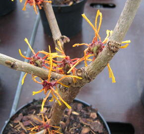 Vilín prostřední 'Aphrodite' - Hamamelis intermedia 'Aphrodite'