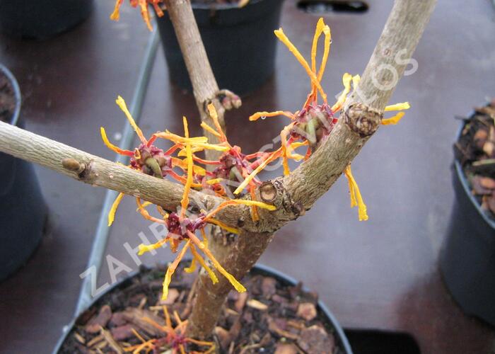 Vilín prostřední 'Aphrodite' - Hamamelis intermedia 'Aphrodite'