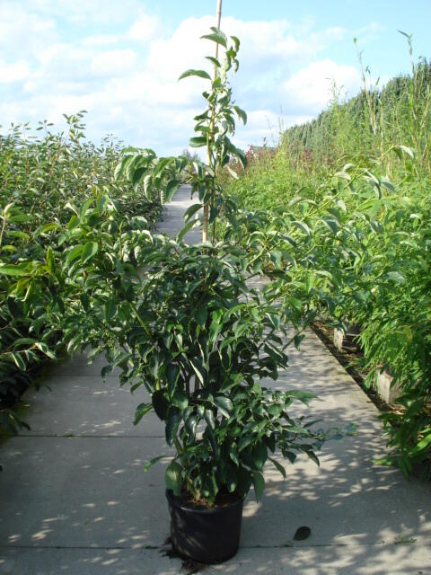 Svída sporná 'Pagoda' - Cornus controversa 'Pagoda'