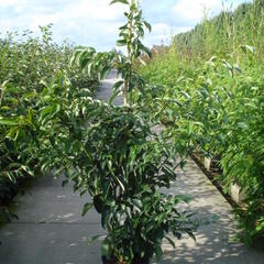 Svída sporná 'Pagoda' - Cornus controversa 'Pagoda'