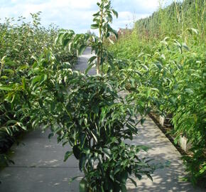 Svída sporná 'Pagoda' - Cornus controversa 'Pagoda'