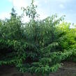 Svída sporná 'Pagoda' - Cornus controversa 'Pagoda'