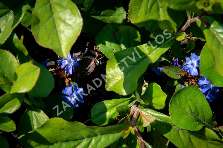 Olověnec - Ceratostigma plumbaginoides