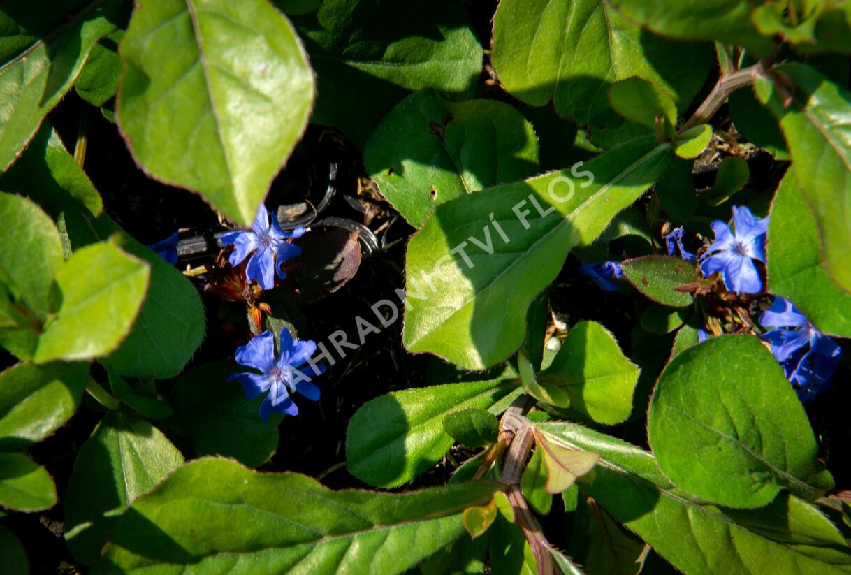 Olověnec plazivý - Ceratostigma plumbaginoides