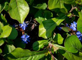 Olověnec plazivý - Ceratostigma plumbaginoides