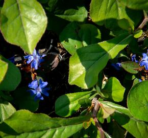 Olověnec - Ceratostigma plumbaginoides