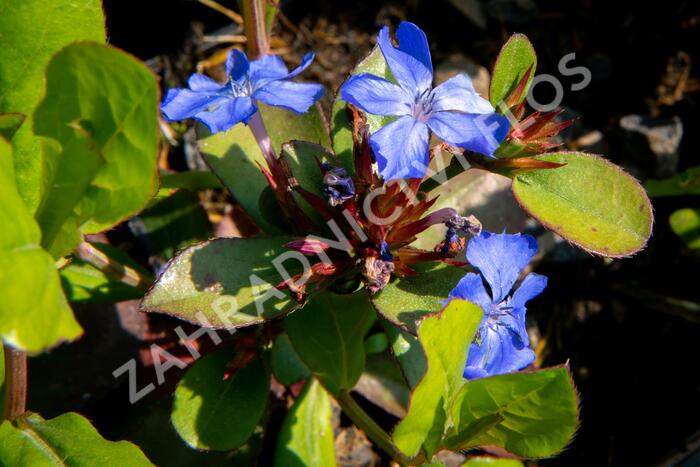 Olověnec - Ceratostigma plumbaginoides