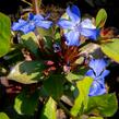 Olověnec - Ceratostigma plumbaginoides