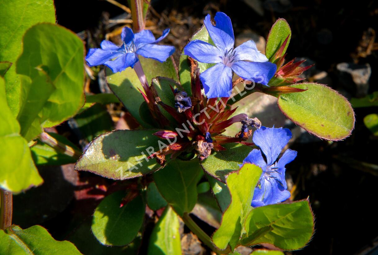 Olověnec plazivý - Ceratostigma plumbaginoides